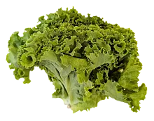 Lettuce, bunch